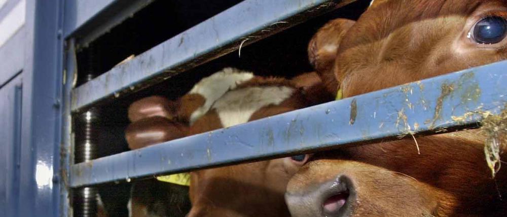 Beim Export von Rindern in Nicht-EU-Länder hat sich Brandenburg nach Ansicht des Deutschen Tierschutzbundes zu einem «Schlupfloch» für fragwürdige Transporte entwickelt. 