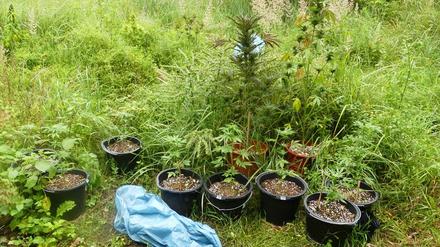 Durch Zufall sind Polizisten auf die kleine Aufzuchtsstation für Cannabis-Pflanzen im Wald gestoßen.