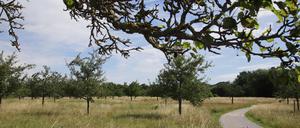 Der Potsdam Volkspark - hier könnte die neue Sportanlage entstehen