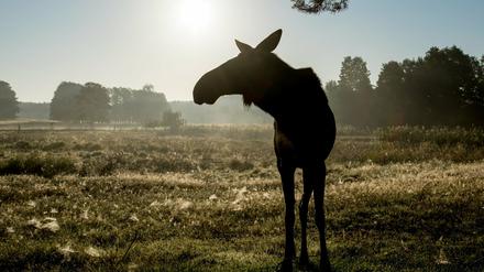 Die Elchkuh Sina steht in den frühen Morgenstunden im Wildpark Schorfheide auf einer Wiese. 