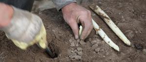 In der Coronazeit sank die Nachfrage nach Spargel.