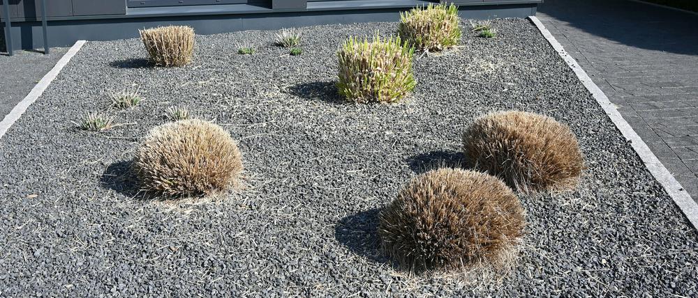 Insektenfeindlich: ein Vorgarten mit Kieselsteinen. 
