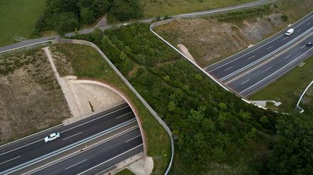 Eine Grünbrücke schützt Wildtiere und Autofahrer gleichermaßen.