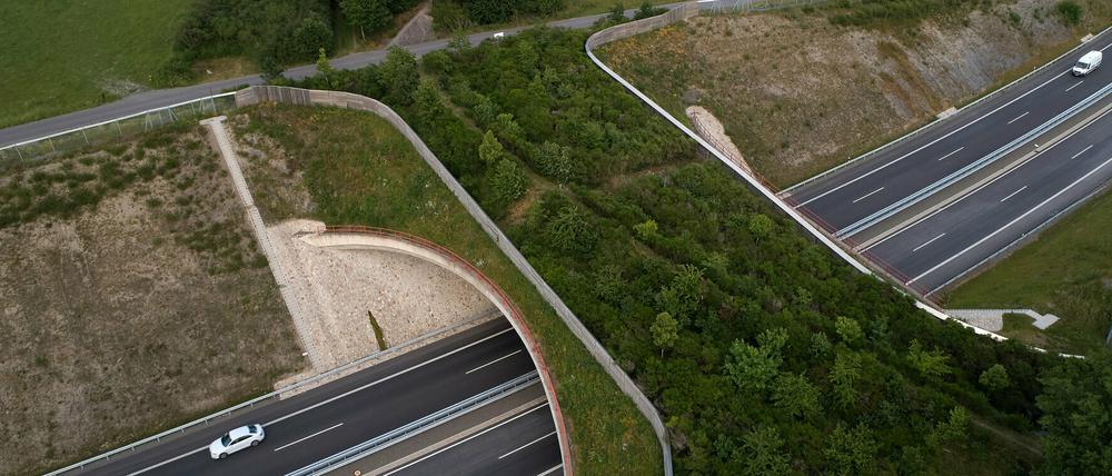 Eine Grünbrücke schützt Wildtiere und Autofahrer gleichermaßen.