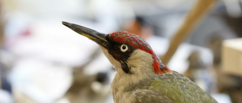 Die Präparate im Naturkundemuseum wirken sehr lebensecht - wie dieser Grünspecht.