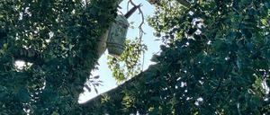 Dieses Objekt im Geäst eines Baumes im Neuen Garten hatte für Verwunderung gesorgt.
