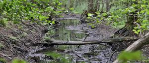 Seit Jahrzehnten schwindet das Wasser in der Großen Rohrlake zwischen Potsdam und Kienwerder (Stahnsdorf)
