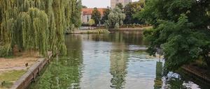 Die Algenbildung in der Nuthe in Potsdam.