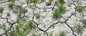 Wird in Brandenburg das Wasser knapp?