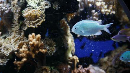 Bisher schwimmen nur Fische in der Biosphäre. Die FDP will das ändern