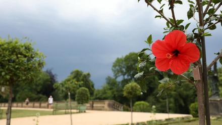 Stimmungsvoll in der Orangerie im Neuen Garten. 