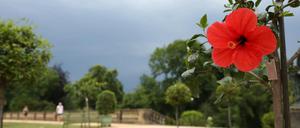 Stimmungsvoll in der Orangerie im Neuen Garten. 