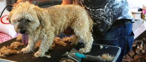Frisch frisiert: Hund Leo im mobilen Salon von Torsten Baak.