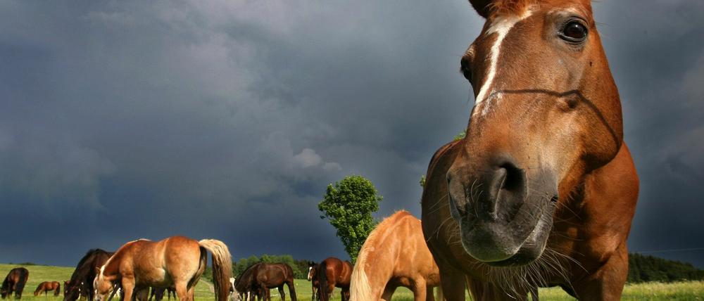 In Potsdam-Mittelmark ist ein Pferderipper unterwegs.