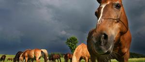 In Potsdam-Mittelmark ist ein Pferderipper unterwegs.