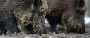 Für Wild- und Hausschweine sind die Viren meist tödlich.