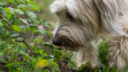 Spürhunde sollen jetzt dabei helfen, weitere Wildschweinkadaver zu finden.