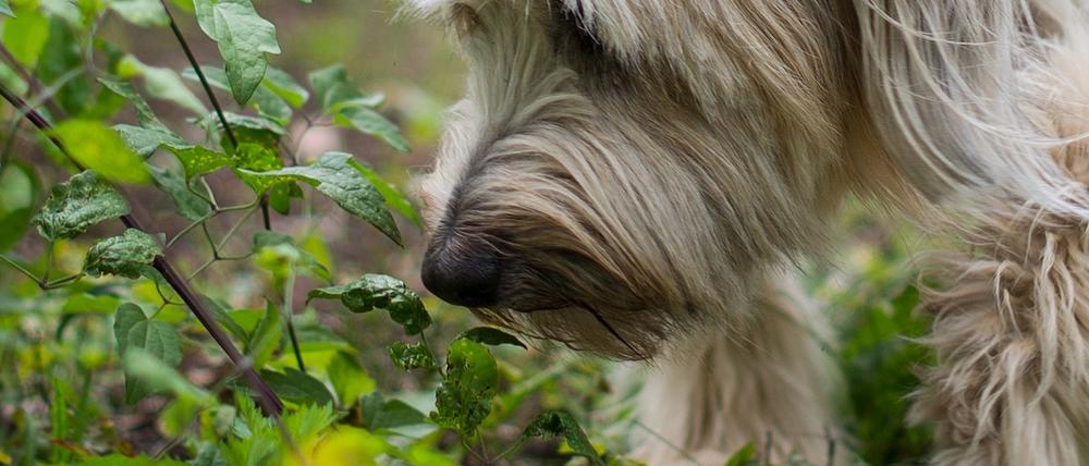 Spürhunde sollen jetzt dabei helfen, weitere Wildschweinkadaver zu finden.