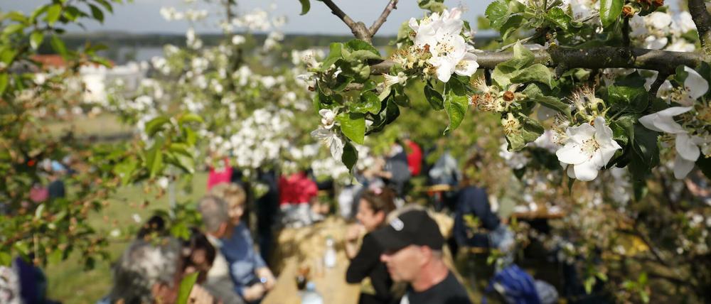 Das neue Konzept für das Baumblütenfest ab 2021 wurde angenommen. 