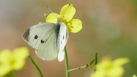 Schmetterling Großer Kohlweißling sitzt auf einer Blume im Park Sanssouci.