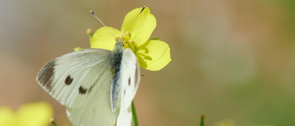 Schmetterling Großer Kohlweißling sitzt auf einer Blume im Park Sanssouci.