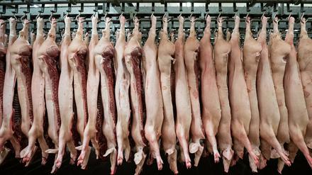 Halbierte Schweine hängen in einem Schlachthof an Haken.