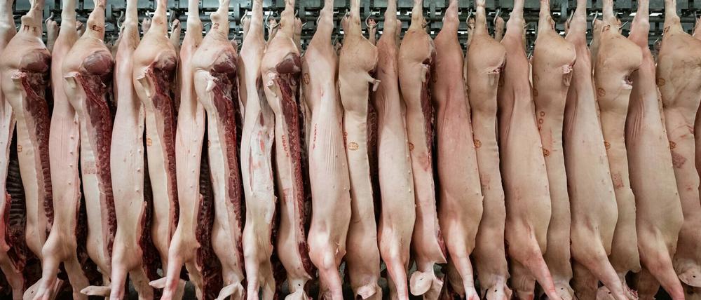 Halbierte Schweine hängen in einem Schlachthof an Haken.