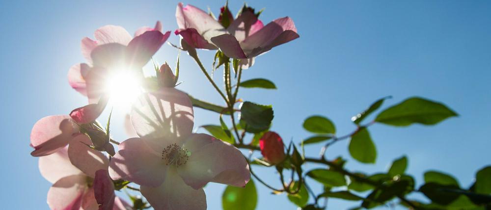 Auch an den kommenden Tagen bleibt es noch warm (Symbolbild).