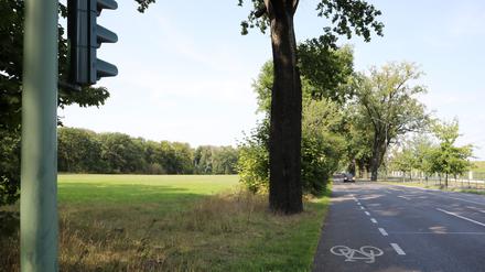 Die CDU schlägt diese Fläche an der Nedlitzer Straße als Sportplatz-Standort vor.