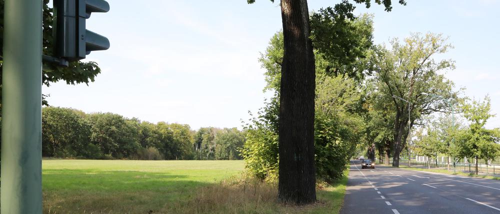 Die CDU schlägt diese Fläche an der Nedlitzer Straße als Sportplatz-Standort vor.
