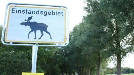 Mitte September begann die Paarungszeit der Elche.