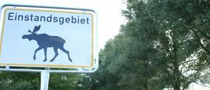 Mitte September begann die Paarungszeit der Elche.