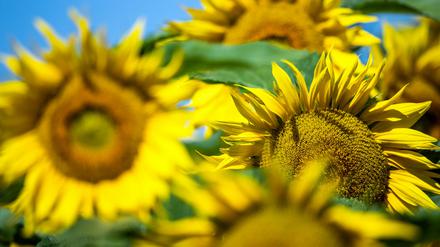 Schöne Aussichten: Die Sonne scheint, die Sonnenblumen blühen.