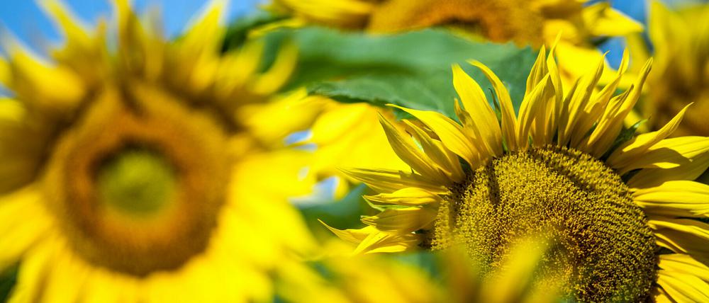 Schöne Aussichten: Die Sonne scheint, die Sonnenblumen blühen.