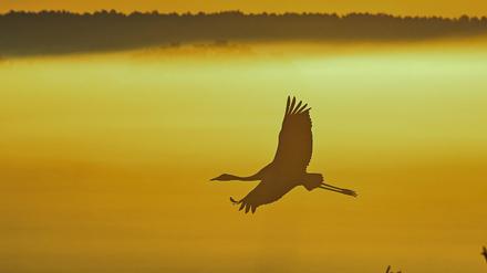 Ein Kranich fliegt am frühen Morgen zum Sonnenaufgang über die neblige Landschaft.