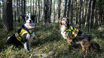 Die Hunde Ginger (l.) und Bailey suchen im Landkreis Oder-Spree nach Fallwild.
