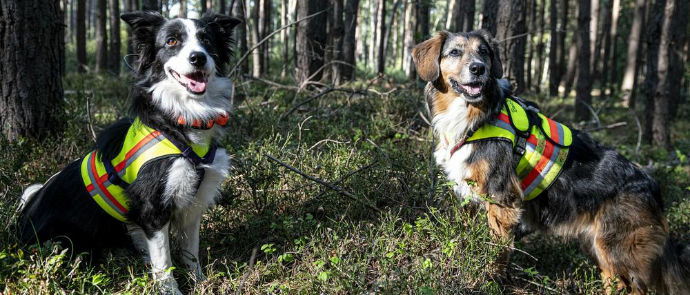 Die Hunde Ginger (l.) und Bailey suchen im Landkreis Oder-Spree nach Fallwild.