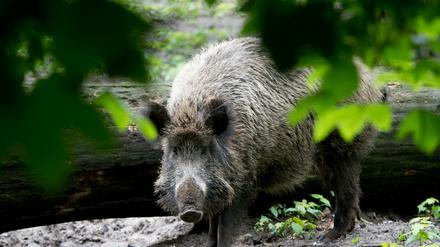 Die gesamte Wildschwein-Population wird jetzt verstärkt bejagt.