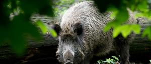 Die gesamte Wildschwein-Population wird jetzt verstärkt bejagt.