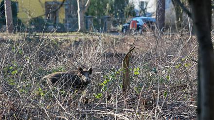 In Kommunen wie Stahnsdorf ist die große Wildschweinpopulation ein Problem geworden.
