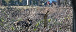 In Kommunen wie Stahnsdorf ist die große Wildschweinpopulation ein Problem geworden.
