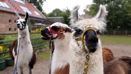 Die Lamas dürfen gestreichelt und gefüttert werden.