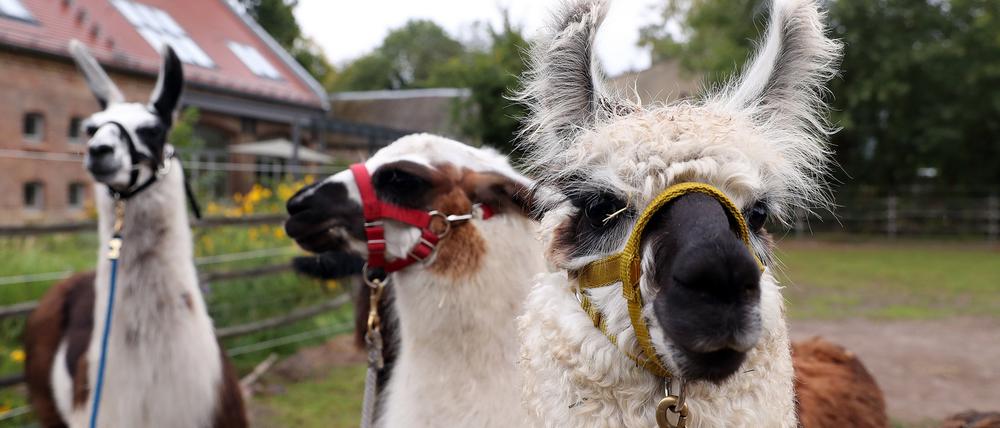 Die Lamas dürfen gestreichelt und gefüttert werden.