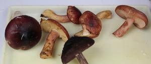 Am Wochenende ist Pilzwetter.