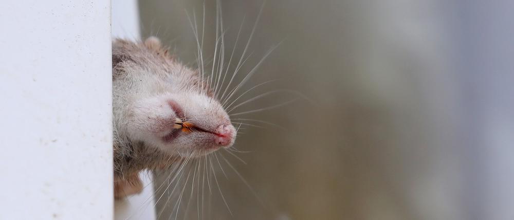 Manche Ratten kletterten durch das gekippte Fenster, blieben stecken und verendeten dort. 