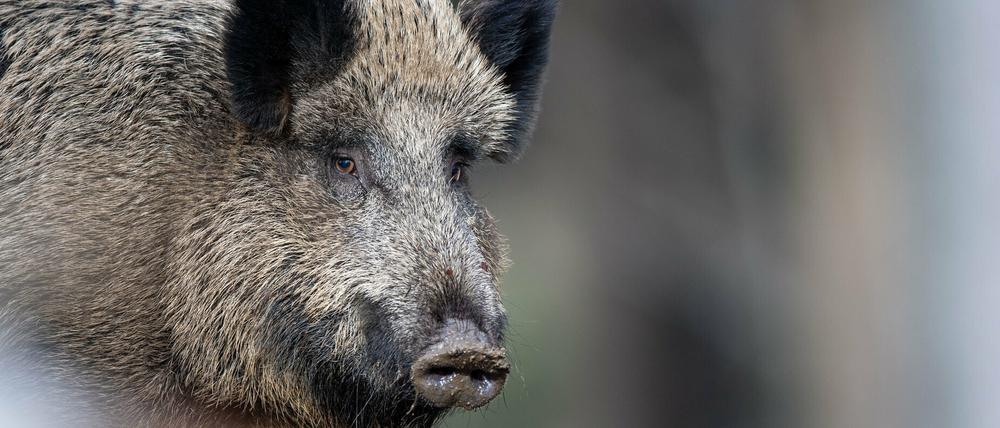 Bisher wurde die Afrikanische Schweinepest in Brandenburg bei 141 Wildschweinen nachgewiesen.