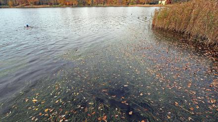 Dichter Teppich aus Wasserpflanzen im Heiligen See.