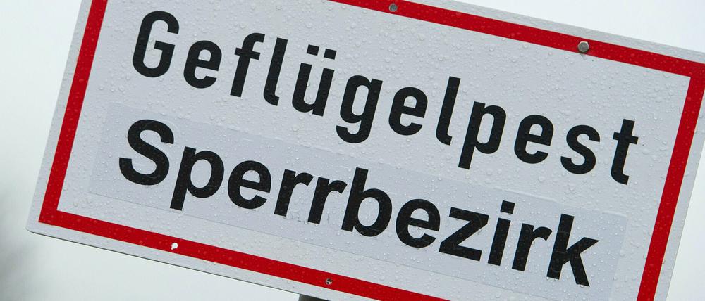 Seit Ende Oktober tritt die Geflügelpest - auch Vogelgrippe genannt - wieder in Deutschland auf.