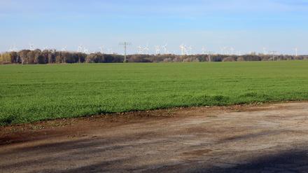 Das Feld der Agro Uetz-Bornim GmbH mit besonders hoher Bodenqualität. 
