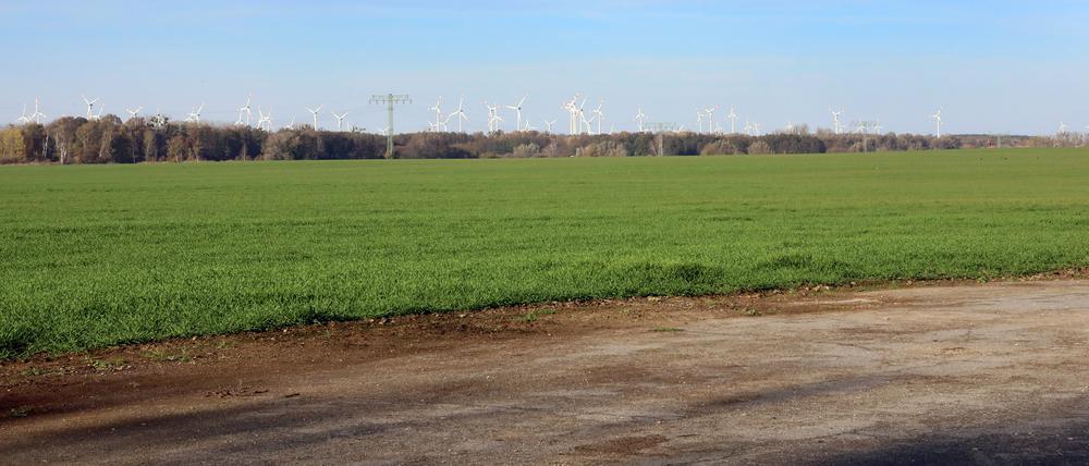 Das Feld der Agro Uetz-Bornim GmbH mit besonders hoher Bodenqualität.
